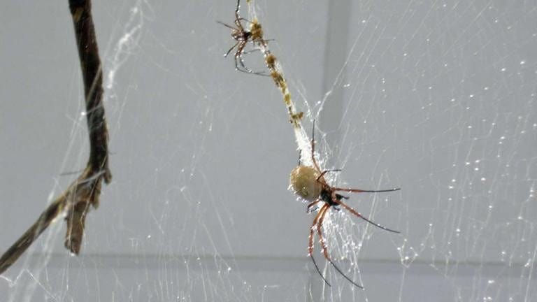 Spinnenseide könnte künftig auch in der Medizin nützlich sein (Foto: SWR, SWR - Susan Bohn)