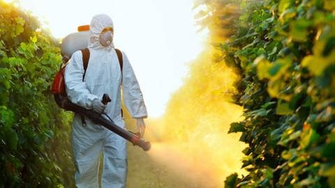 Pflanzen werden mit Pestiziden besprüht