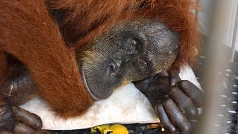 Die blinde Orang-Utan-Frau "Hope". Sie lebt in Quarantäne und kann nicht mehr in die Freiheit. Sie verlor ihr Augenlicht, weil in einer Palmölplantage auf sie geschossen wurde. (Foto: SWR, Peter Jaeggi)