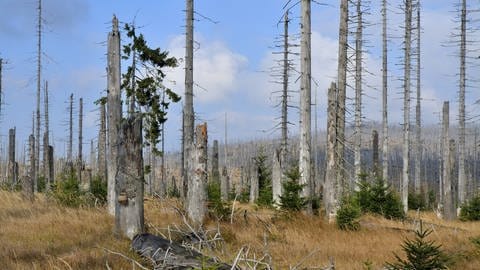 Abgestorbene Wälder geben sowohl in den 1980ern als auch heute Anlass zur Sorge