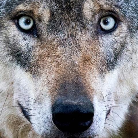 Der Wolf sei schon vor dem Jäger da gewesen und gehöre zum Ökosystem, sagen Naturschützer. (Foto: picture-alliance / dpa, picture-alliance / dpa -)