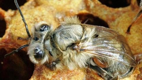 Eine Biene ist an ihrem Hinterleib von einer Varroa-Milbe befallen