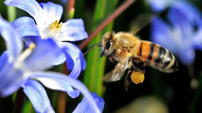 Honigbienen sind unter anderem durch Varroa-Milben bedroht (Foto: picture-alliance / dpa, picture-alliance / dpa - Foto: Julian Stratenschulte)
