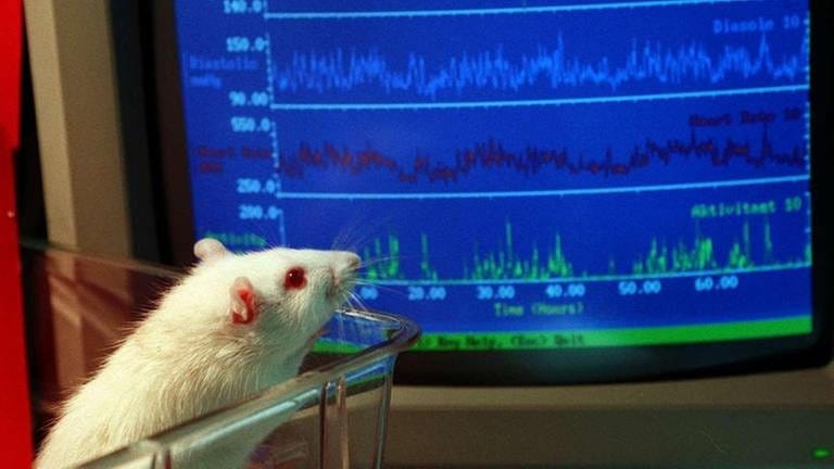 Bei einer Ratte werden über Monate Blutdruck-und Herzschlagdaten gemessen. Bei der Auswertung hilft ein Computer. (Foto: picture-alliance / dpa, picture-alliance / dpa - Foto: Hubert Link/dpa)