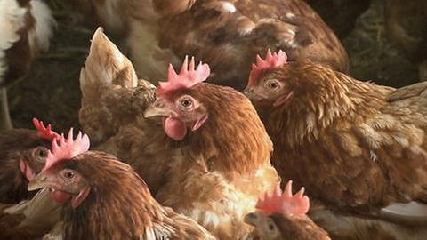 Gesunde Hühner in Bodenhaltung im Stall
