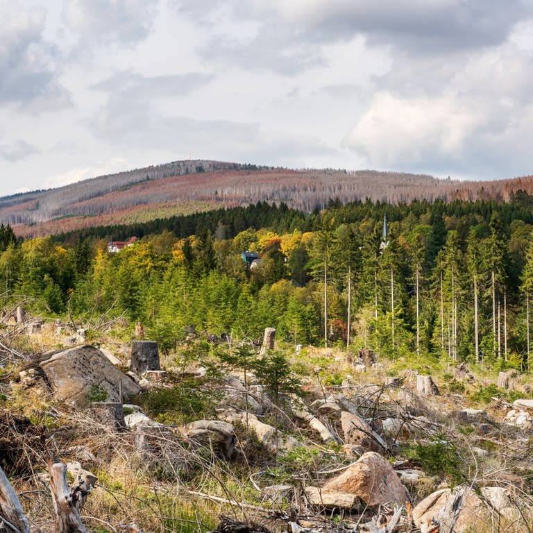 Durch Trockenheit, Windbruch und Borkenkäferbefall großflächig abgestorbene Wälder im Harz (Fichten-Monokultur) (Foto: IMAGO, imago images/Andreas Vitting)