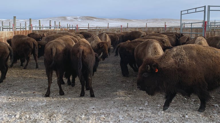 Zwei Bisonherden mit 5.500 Tieren gehören zum Yellowstone – so viele, dass Bisons inzwischen in andere Teile der USA ausgewildert werden können