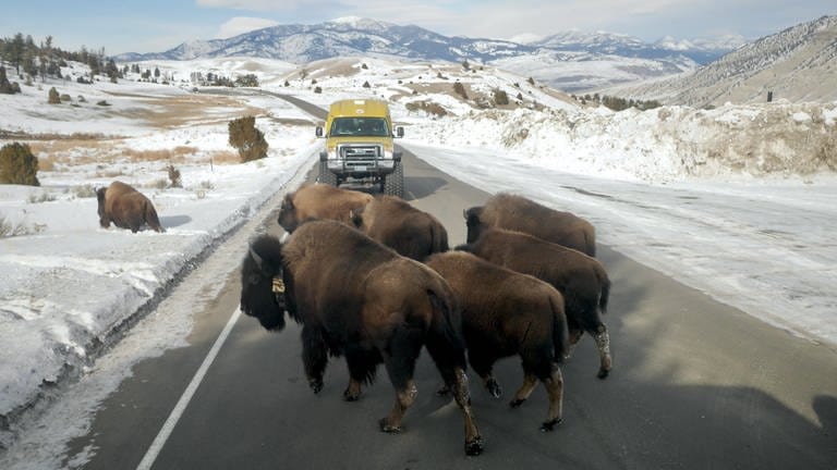 1872 erhob Nordamerika die Wildnis des Yellowstone zum ersten Mal zum schützenswerten, nationalen Erbe – das Habitat von Bisons, Wölfen und uralten Kiefern im Nordwesten der USA war aber von Anfang an auch als Freizeitpark gedacht 