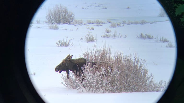 Ein Elch im Blick durch ein Fernglas: Im Winter kann man im Yellowstone Bisons, Wölfe, Kojoten und Elche zu sehen bekommen, wenn sich der Winternebel verzieht