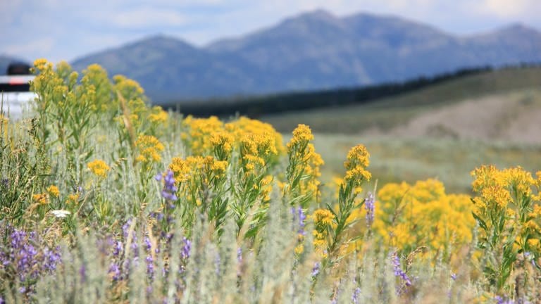 Das Hayden Tal voller Blumen im Sommer: Wenn die Brunftzeit der Bisonbullen beginnt, ziehen sie ins Lamar- oder Hayden-Tal und wetteifern um die Kühe – ein ziemliches Schauspiel
