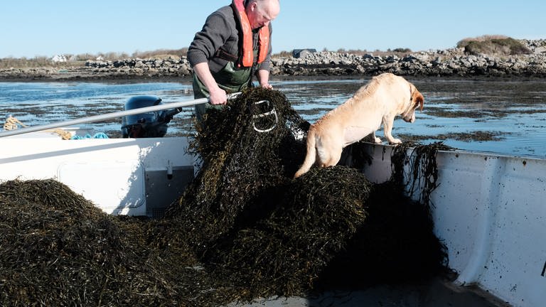Auch bei Hochwasser kann Jimmy Curtain Algen ernten. Er nutzt dann einen langen Rechen, mit dem er die die großen Tangbündel von den Steinen am Meeresgrund abschneidet und aus dem Wasser zieht. Diese Erntemethode stammt aus Kanada. (Foto: SWR, Max Rauner)