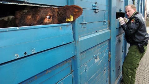 Ein Rind schaut durch einen Belüftungsschlitz eines Tiertransporters, während ein Polizeibeamter u.a. die Anzahl der Tiere auf dem LKW inspiziert. Die Tierschutztransportverordnung der EU schreibt zwar gewisse Mindeststandards und Kontrollen vor. Aber Rinder dürfen ganz legal bei Außentemperaturen von 35 Grad 29 Stunden lang in einem LKW eingesperrt bleiben. 