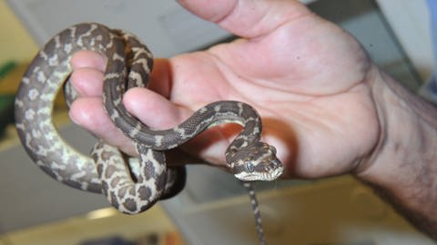 Eine junge Pythonschlange liegt auf einer Hand: 36 lebende jungen Python-Schlangen schmuggelte ein Australier 2011 im Handgepäck. Der Zoll am Flughafen München beschlagnahmte die Tiere.  (Foto: dpa Bildfunk, picture alliance / dpa | Felix Hörhager)