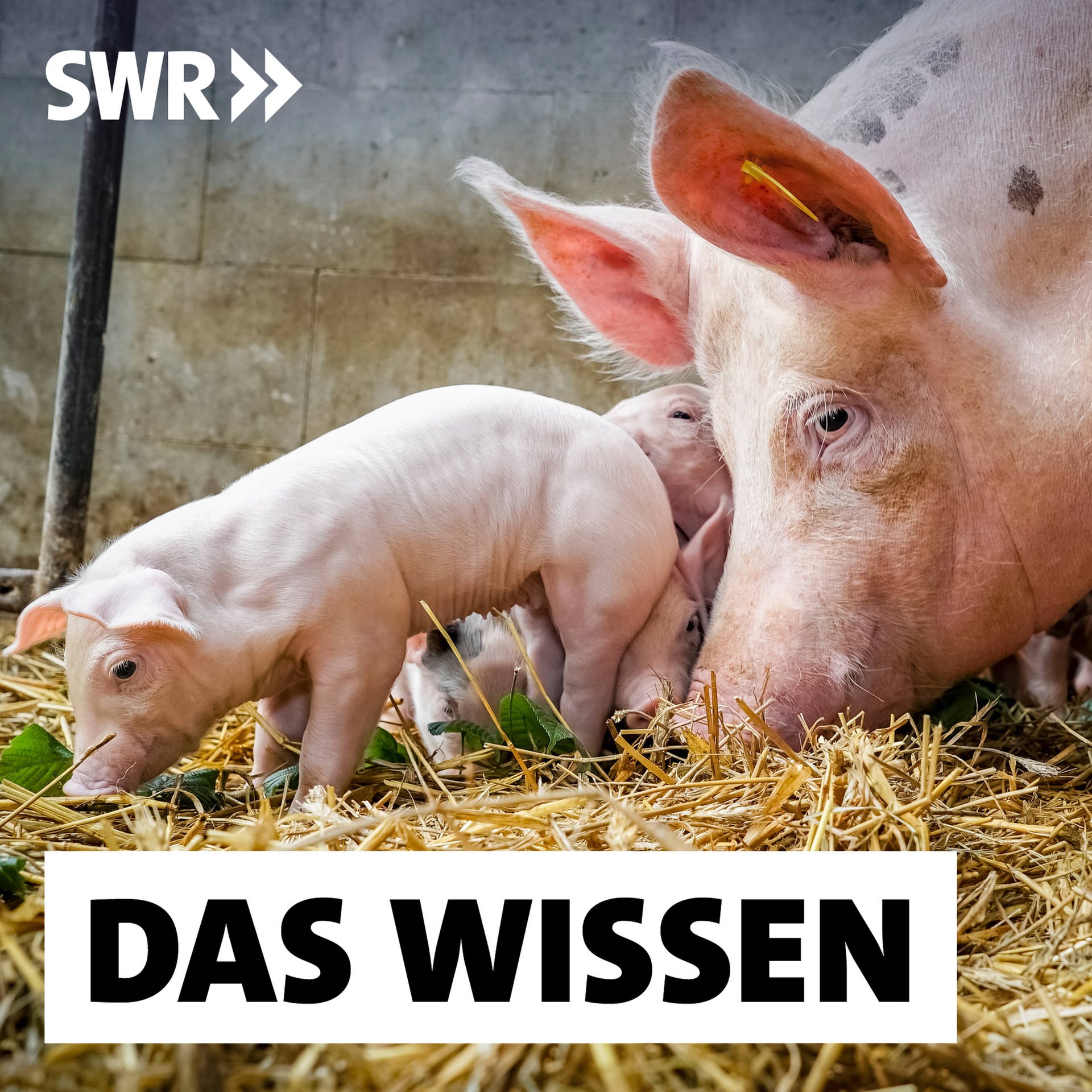 Innovative Schweinemast – Tierfreundlich und rentabel