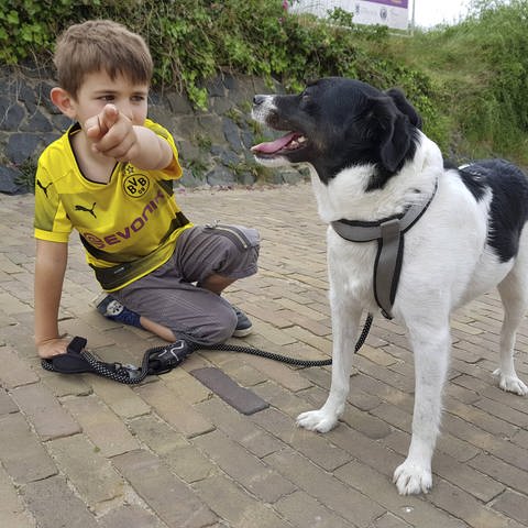 Ein kleiner Junge kniet auf dem Boden und zeigt einem Mischlingshund etwas mit den Zeigefinger: Hunde verstehen Zeigegesten, Wölfe verstehen die Gesten allerdings nicht