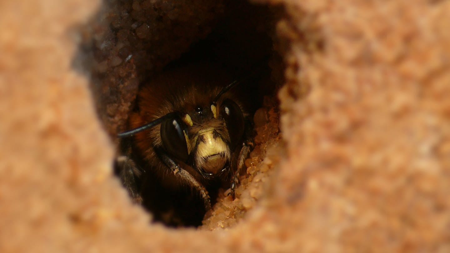 Eine Biene sitzt in einem Erdloch und schaut nach draußen (Foto: IMAGO, IMAGO / Panthermedia)