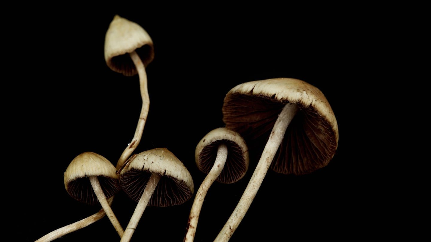 Magic-Mushrooms (Foto: IMAGO, IMAGO / YAY Images)