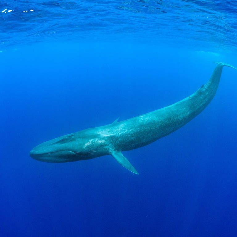 Ein ausgewachsener Blauwal