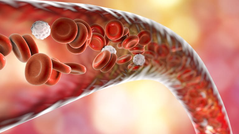 Blutgefäß mit fließenden Blutzellen: Blut ist Leben. Herzschlag für Herzschlag versorgt es Zellen mit Sauerstoff, Energie und Hormonbotschaften. Es ist ein Hightechprodukt der Biologie, repariert selbstständig kleine Verletzungen, wehrt mit Antikörpern und Killerzellen Krankheitserreger ab. 