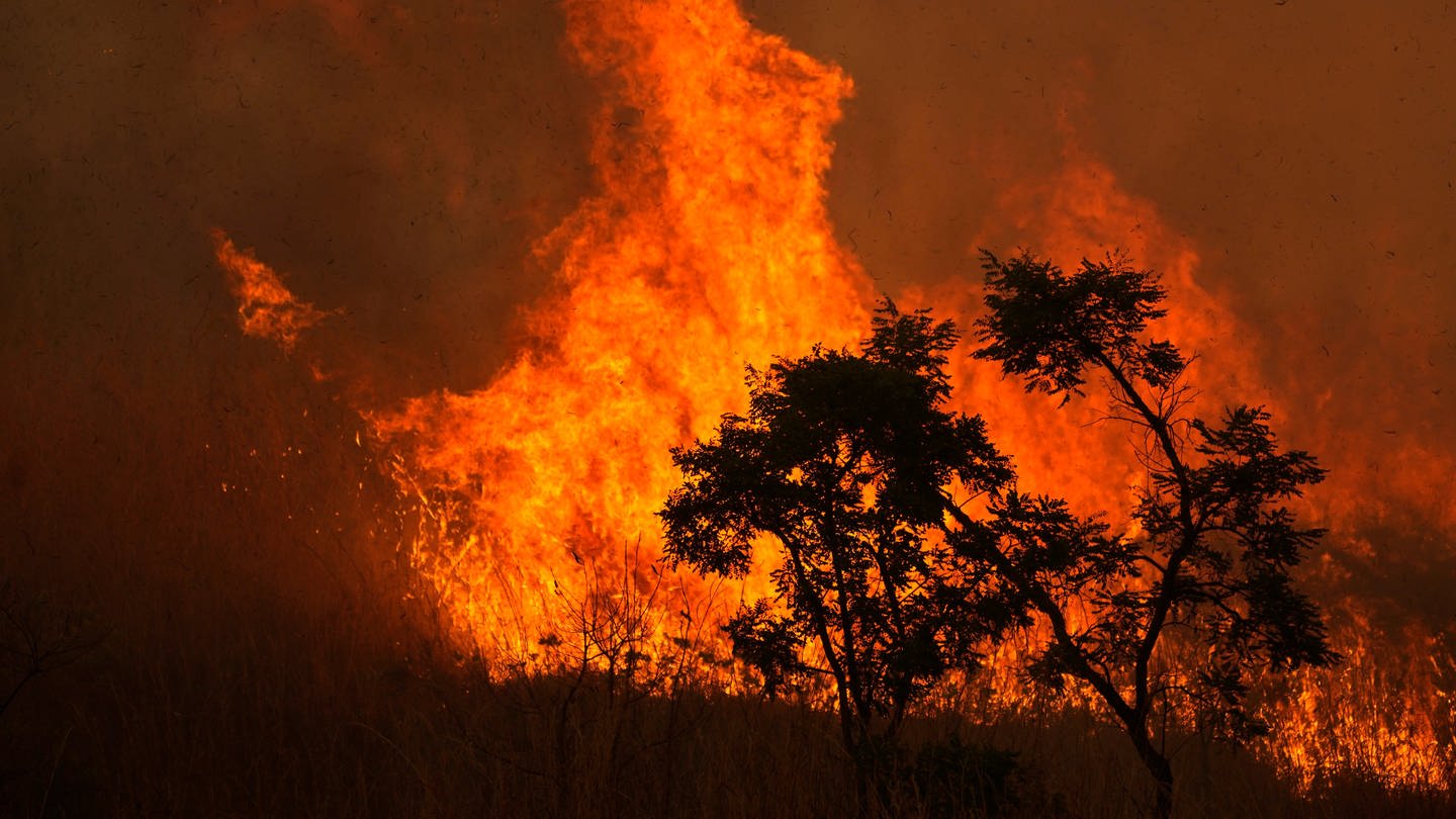 Feuer verbrennt einen Teil des Cerrado in der brasilianischen Savanne in einem Gebiet nahe dem Zentrum von Brasilia / Brasilien (Foto: picture-alliance / Reportdienste, picture alliance / ASSOCIATED PRESS | Eraldo Peres)