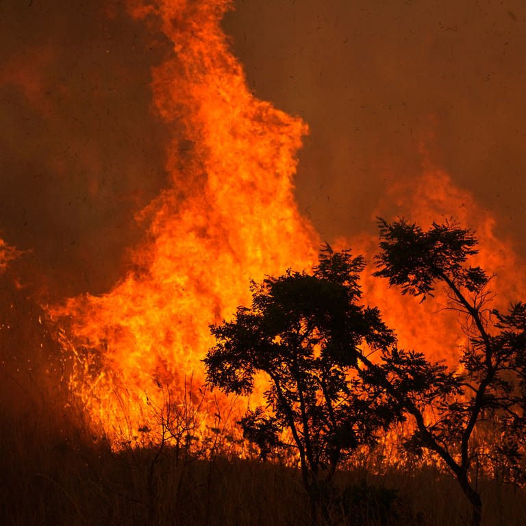 Feuer verbrennt einen Teil des Cerrado in der brasilianischen Savanne in einem Gebiet nahe dem Zentrum von Brasilia  Brasilien