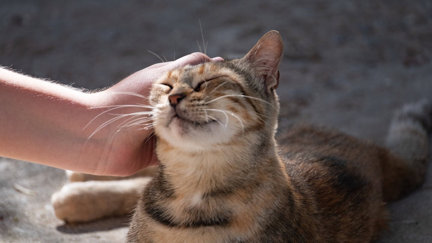 Eine Katze geniesst das Streicheln (Foto: IMAGO, IMAGO / Wassilis Aswestopoulos)