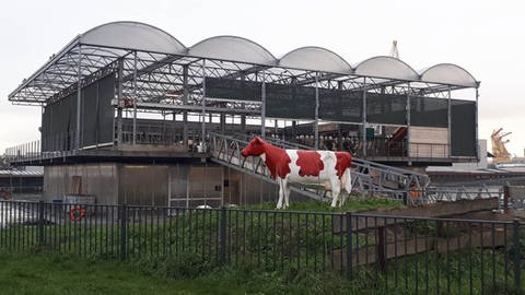 Dieser Kuhstall steht nicht zwischen Wiesen und Weiden: Er schwimmt im Hafen von Rotterdam. Damit ist er eine von über 200 Initiativen urbaner Landwirtschaft in der niederländischen Hafenstadt, die sich zunehmend an den Klimawandel anpassen möchte.