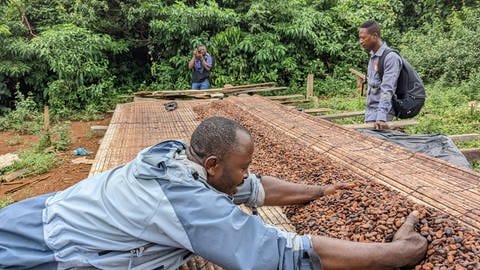 Auf der Kakaofarm von Joseph Batsa brechen Arbeiter die geernteten Schoten von Hand auf. Sie entfernen die schleimigen Bohnen und häufen sie auf große Blätter. Dort fermentieren die Bohnen eine Woche lang. Danach müssen sie trocknen. Batsa ist glücklich, dass er und seine Familie von der Arbeit gut leben können. Fairafric kauft einen Teil der Bohnen seiner Kooperative. 