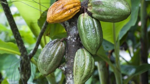 Ganz schön anspruchsvoll: Der Kakaobaum (Theobroma cacao) trägt zwar das ganze Jahr über Blüten und Früchte, allerdings nur bei ganz bestimmten Wetterbedingungen. Und in Ghanas Eastern Region sind sie perfekt. (Foto: picture-alliance / Reportdienste, Zoonar | Uwe Bauch)
