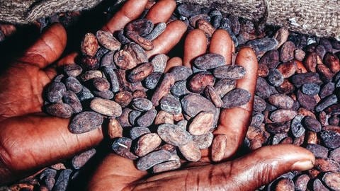 Nach der Ernte müssen die rohen Kakaobohnen vom Fruchtfleisch befreit und dann ausreichend getrocknet werden. Erst dann können sie zu Schokolade weiterverarbeitet werden. Trotz der vielen Arbeit kämpfen viele Kakaofarmen um ihr Überleben. Eine zweite Prämie soll das ändern.