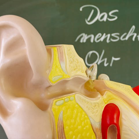Dieses Anatomie-Modell kann es nur andeuten: Unser Ohr ist ein Wunder der Natur. Das Sinnesorgan ist hochkomplex und äußerst sensibel, insbesondere zu laute Geräusche können zu irreparablen Schäden führen. (Foto: picture-alliance / Reportdienste, Zoonar | DesignIt)