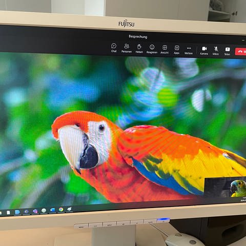 Papagei am Bildschirm (Foto: SWR, Stefan Troendle)
