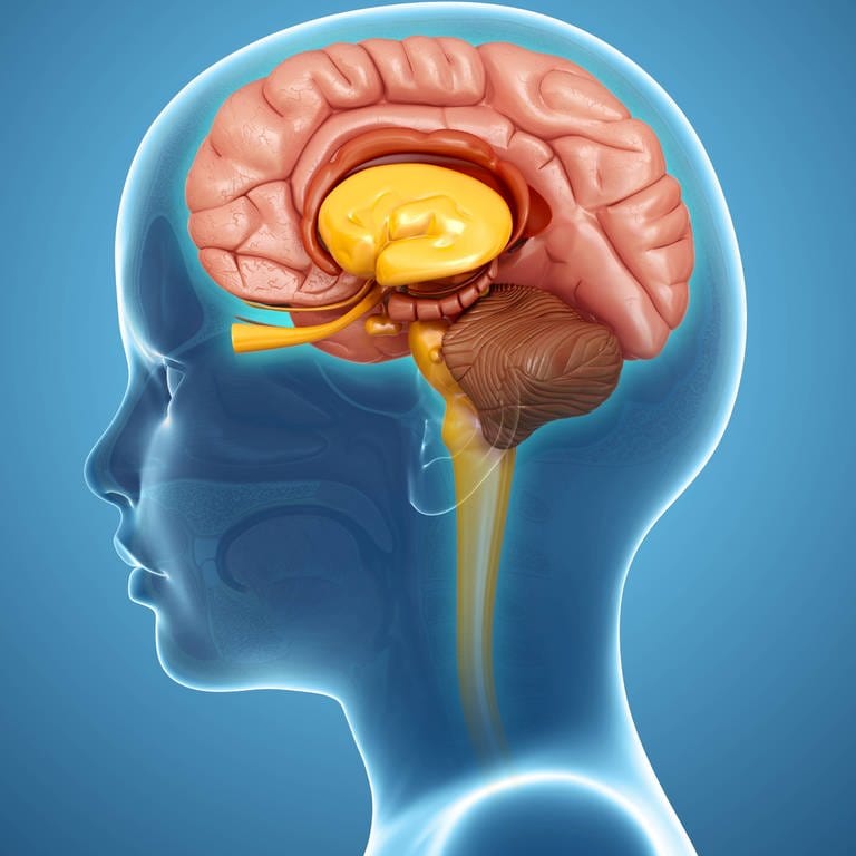 Illustration eines Gehirns (Foto: IMAGO, IMAGO / Science Photo Library)