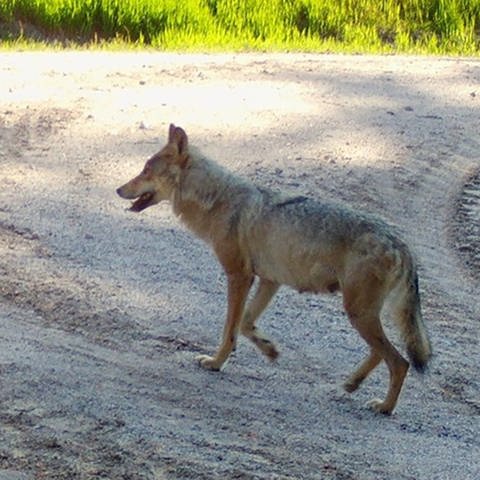Eine Wölfin läuft auf einem Weg im Südschwarzwald.