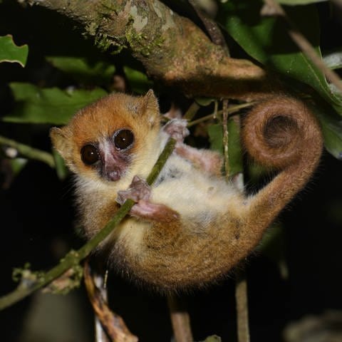 Mausmaki aus Madagaskar (Foto: IMAGO, IMAGO / imagebroker)