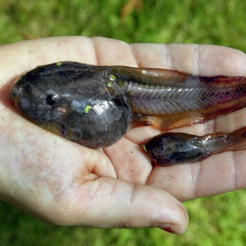 Eine Hand hält zwei Ochsenfrosch-Kaulquappen 