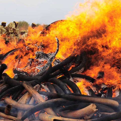 Brennender Elfenbeinturm (Foto: IMAGO, IMAGO / Xinhua)