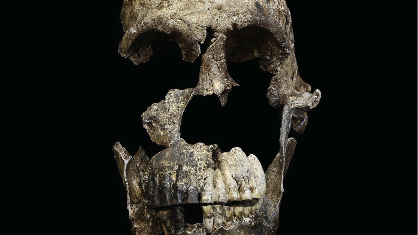 Schädel eines Homo naledi (Foto: picture-alliance / Reportdienste, picture alliance / Photoshot | -)
