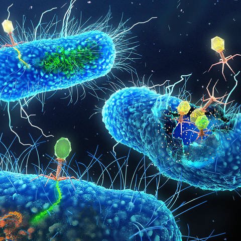 Eine Abbildung zeigt Bakteriophagen-Viren.