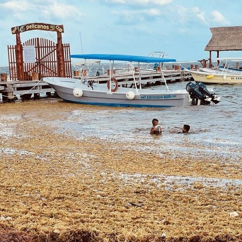 Jungen schwimmen in Puerto Morelos in Mexiko am Strand, der voller Algen ist. Ein gigantischer Algengürtel erstreckt sich von Cancún bis nach Afrika. Eine der Ursachen: der Klimawandel und die Abholzung am Amazonas. (Foto: SWR, Anne Demmer / ARD-Studio Mexiko-Stadt)
