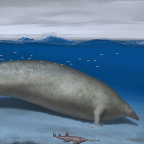 Rekonstruktion von Perucetus colossus, Fossilfund: Wal