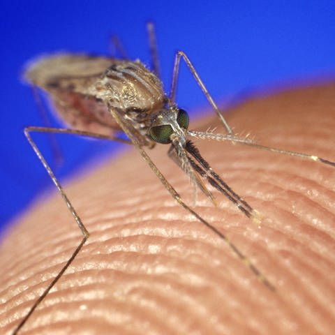 Eine Anopheles gambiae-Mücke, Malaria-Überträger.