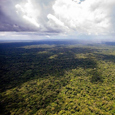Luftaufnahme des Amazonas-Regenwaldes.