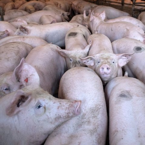 Schweine stehen in einem Stall.