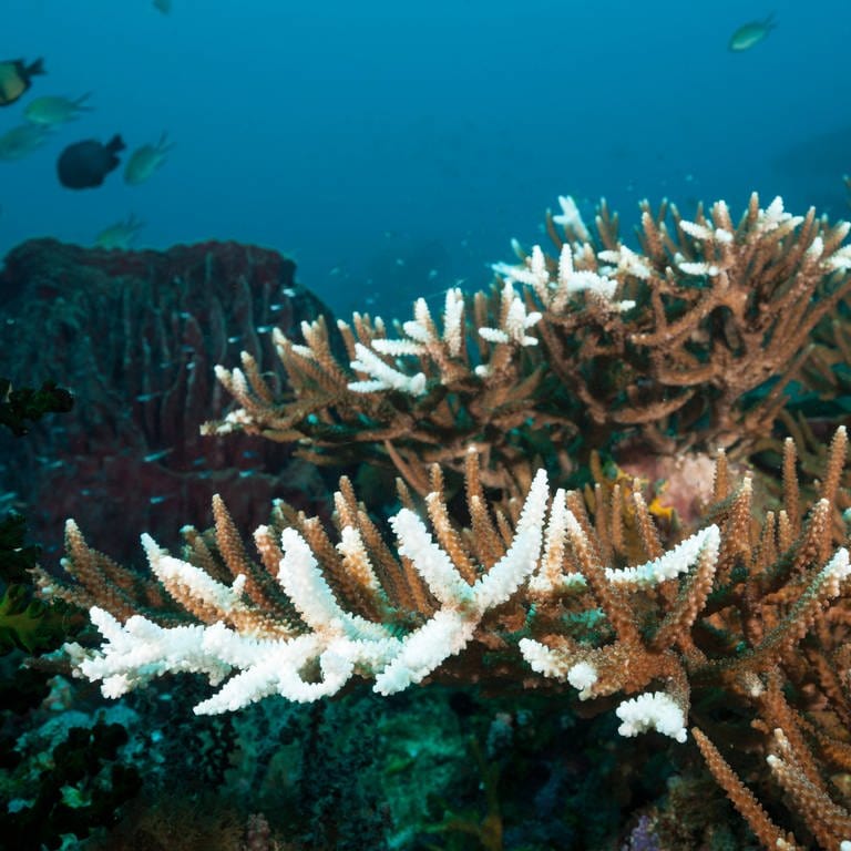 Korallenbleiche, bedingt durch zu hohe Wassertemperaturen. 