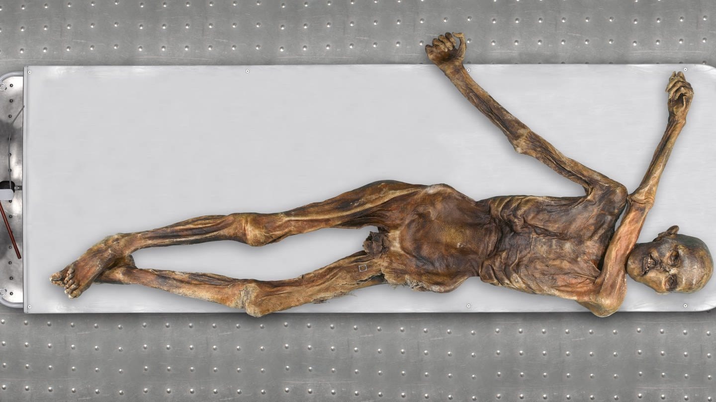 Das Bild zeigt die Mumie des Gletschermanns Ötzi. Eine Genomanalyse verrät, wie der Gletschermann Ötzi zu Lebzeiten aussah. (Foto: picture-alliance / Reportdienste, picture alliance/dpa/Südtiroler Archäologiemuseum/EURAC | Marco Samadelli-Gregor Staschitz)
