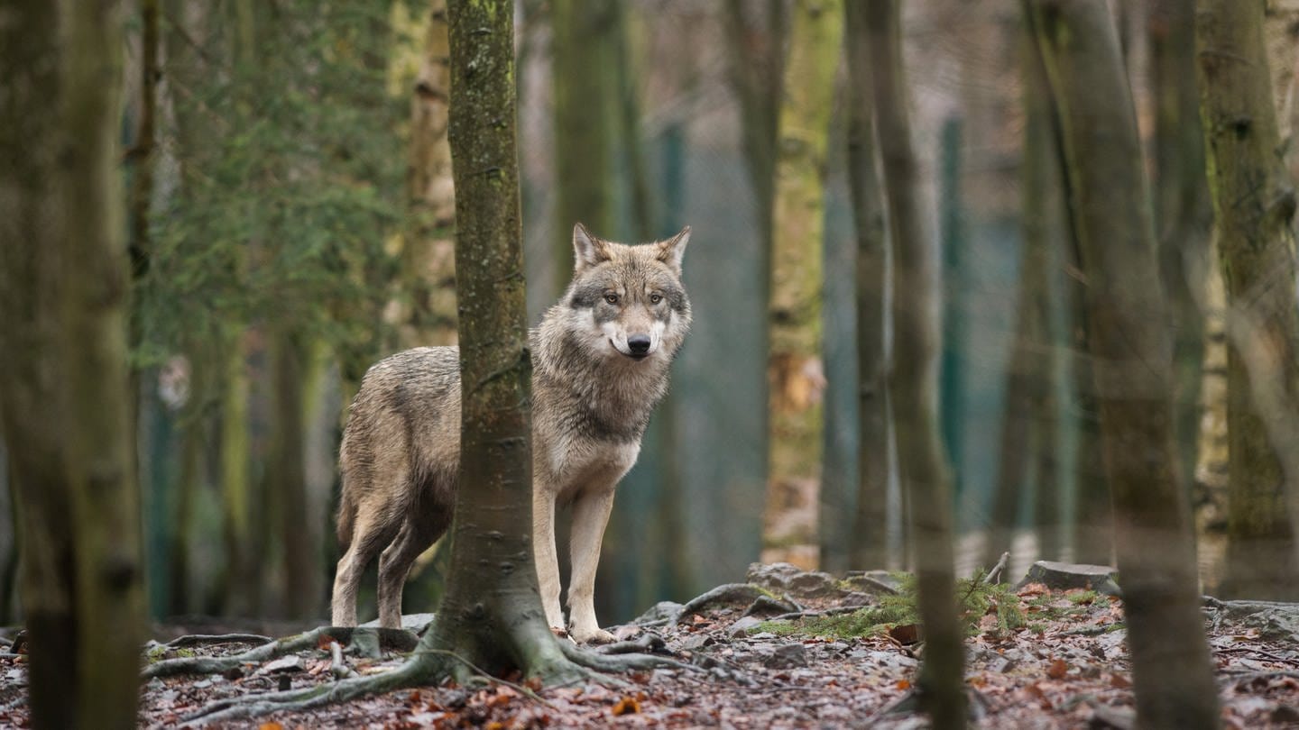 Ein Wolf steht im Wald. (Foto: picture-alliance / Reportdienste, picture alliance/dpa/dpa-Zentralbild | Klaus-Dietmar Gabbert)