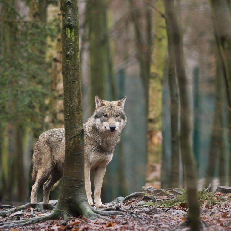 Ein Wolf steht im Wald.