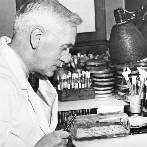 24. Dezember 1943. Professor Alexander Fleming untersucht Penicillinkulturen in seinem Labor im St. Mary's Hospital.