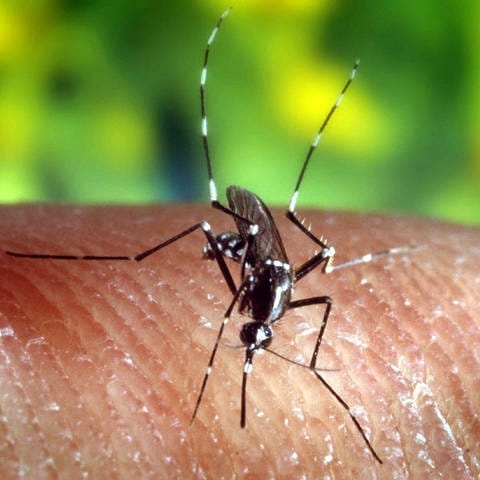 Eine Asiatische Tigermücke (Aedes albopictus) auf der menschlichen Haut. (Foto: picture-alliance / Reportdienste, picture alliance/dpa/epa efe | US CfDCaP)